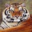 TommyTheTiger