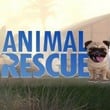 Animal Rescue