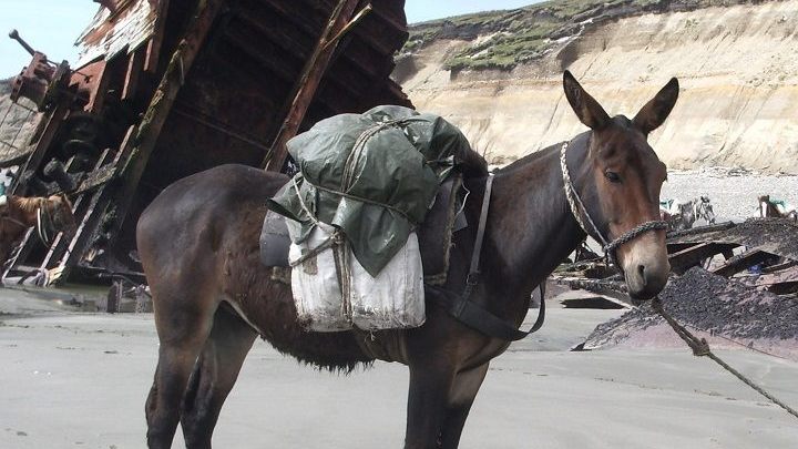 To koń? To osioł? Nie, to będący efektem inżynierii genetycznej muł - Czy możemy zostać superbohaterami? Nauka odpowiada - dokument - 2020-11-06