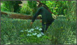 Cel: Zbierz 6x Wild Feverfew , szukaj w okolicy Hennigans Stead i Cholla Springs - Survivalist | Wyzwania | Osiągnięcia | Red Dead Redemption - Red Dead Redemption - poradnik do gry