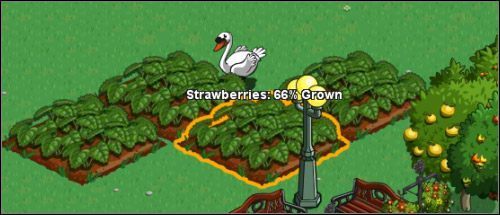 Po najechaniu kursorem na grządkę, dowiemy się w jakim stadium znajduje się uprawa. - Uprawy | Zarządzamy farmą FarmVille - FarmVille - poradnik do gry