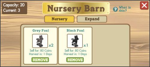 Z tych źrebaków wyrosną kiedyś piękne konie - Opieka nad młodymi zwierzętami | Budynki w FarmVille - FarmVille - poradnik do gry