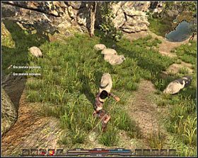 Owce (neutralne) - Bestiariusz (2) | Świat gry w Arcania Gothic 4 - Arcania: Gothic 4 - poradnik do gry