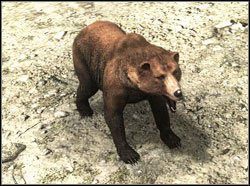 Niedźwiedź - Zwierzęta | Bestiariusz Two Worlds II - Two Worlds II - poradnik do gry