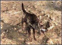 Wilk - Zwierzęta | Bestiariusz Two Worlds II - Two Worlds II - poradnik do gry