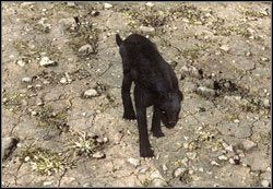 Pantera - Zwierzęta | Bestiariusz Two Worlds II - Two Worlds II - poradnik do gry