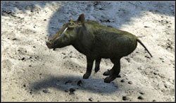 Guziec - Zwierzęta | Bestiariusz Two Worlds II - Two Worlds II - poradnik do gry