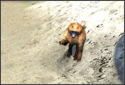 Pawian - Zwierzęta | Bestiariusz Two Worlds II - Two Worlds II - poradnik do gry