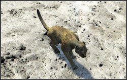 Gepard - Zwierzęta | Bestiariusz Two Worlds II - Two Worlds II - poradnik do gry