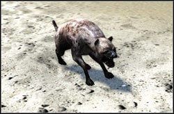 Hiena - Zwierzęta | Bestiariusz Two Worlds II - Two Worlds II - poradnik do gry