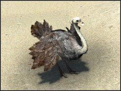 Struś - Zwierzęta | Bestiariusz Two Worlds II - Two Worlds II - poradnik do gry