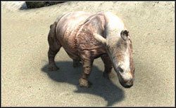 Nosorożec - Zwierzęta | Bestiariusz Two Worlds II - Two Worlds II - poradnik do gry