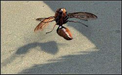 Splugawiona osica / Królowa osic - Zwierzęta | Bestiariusz Two Worlds II - Two Worlds II - poradnik do gry