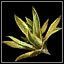 Liście wilczego aloesu - Zioło | Przedmioty w Wiedźmin 2 Zabójcy Królów - Wiedźmin 2: Zabójcy Królów - poradnik do gry