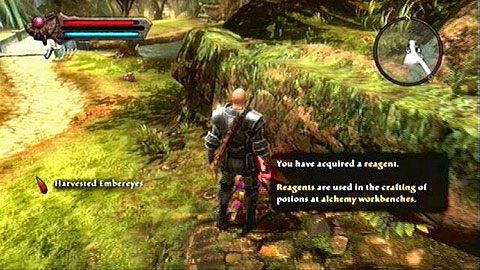 W rogu lokacji znajdziesz gnoma atakowanego przez potężnego niedźwiedzia M1(1) - Kingdoms of Amalur Reckoning: Odarath I (1) - solucja, opis przejścia - Kingdoms of Amalur: Reckoning - poradnik do gry