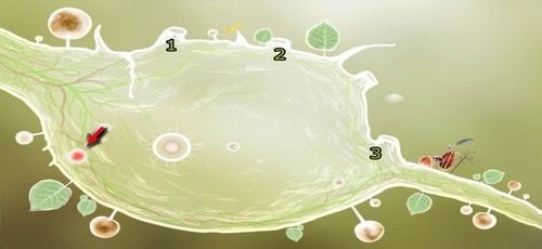 W tej lokacji znajdziemy pierwszy z pięciu kluczy potrzebnych nam do ukończenia drugiego etapu - Etap drugi - klucze | Opis przejścia - Botanicula - Botanicula - poradnik do gry