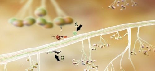 Udajmy się trzykrotnie w lewo (przy drugiej krzyżówce wybierając gałąź znajdującą się wyżej) - Etap drugi - klucze | Opis przejścia - Botanicula - Botanicula - poradnik do gry