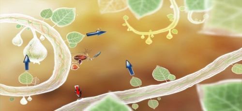 Gdy wyrwiemy wskazane listki, wiewiórka nie będzie miała się gdzie schować, dlatego skoczy do dziupli (czerwona strzałka) - Etap czwarty - kasztanki | Opis przejścia - Botanicula - Botanicula - poradnik do gry