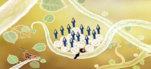 Znajdziemy tu ostatniego z kasztanków - Etap czwarty - kasztanki | Opis przejścia - Botanicula - Botanicula - poradnik do gry