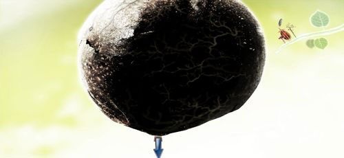 Będąc pod wiszącym mrowiskiem, naciśnijmy na korek, a następnie pociągnijmy go w dół - Etap piąty - kurczaki (1) | Opis przejścia - Botanicula - Botanicula - poradnik do gry