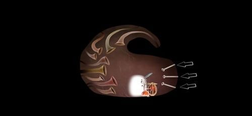 6) Trąby - Etap piąty - kurczaki (2) | Opis przejścia - Botanicula - Botanicula - poradnik do gry