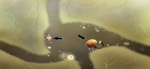 Z lokacji początkowej udajemy się w prawo - Etap szósty - symbole żywiołów (1) | Opis przejścia - Botanicula - Botanicula - poradnik do gry