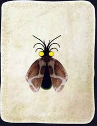 [KARTA nr 9] - Etap I - piórka | Lista kart - Botanicula - Botanicula - poradnik do gry