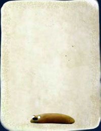 [KARTA nr 38] - Etap IV - kasztanki | Lista kart - Botanicula - Botanicula - poradnik do gry