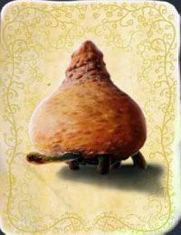 [KARTA nr 110] - Etap VI - symbole żywiołów (2) | Lista kart - Botanicula - Botanicula - poradnik do gry