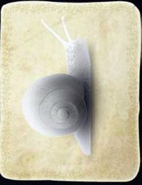 [KARTA nr 13] - Etap II - klucze | Lista kart - Botanicula - Botanicula - poradnik do gry