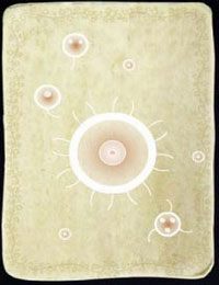 [KARTA nr 14] - Etap II - klucze | Lista kart - Botanicula - Botanicula - poradnik do gry