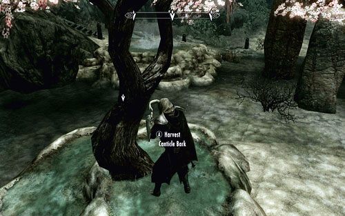 Gdy podniesiesz już przedmiot, odwróć się i użyj go na stojącym za tobą drzewem - Unseen Visions | Ścieżka lorda wampirów | The Elder Scrolls V Skyrim Dawnguard - The Elder Scrolls V: Skyrim - Dawnguard - poradnik do gry