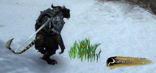 Ponieważ lokacja jest bogata w żelazo, do zebrania roślinek wystarczy użyć żelazny sierp. - Materiały - rośliny | Crafting, czyli tworzenie przedmiotów w Guild Wars 2 - Guild Wars 2 - poradnik