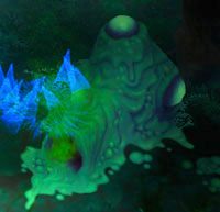 Mucous Moud - The Blightbogs | Przeciwnicy w Torchlight II - Akt III - Torchlight 2 - poradnik do gry