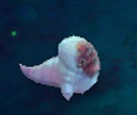 Blightslug Lasher - Rotting Crypt | Przeciwnicy w Torchlight II - Akt III - Torchlight 2 - poradnik do gry