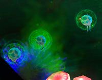 Fungal Spore - Elemental Oasis | Przeciwnicy w Torchlight II - Akt III - Torchlight 2 - poradnik do gry