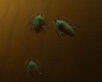 Roachling - Undercurrents | Przeciwnicy w Torchlight II - Akt II - Torchlight 2 - poradnik do gry