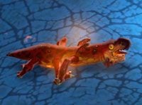 Salamander - Swarm Point | Przeciwnicy w Torchlight II - Akt II - Torchlight 2 - poradnik do gry