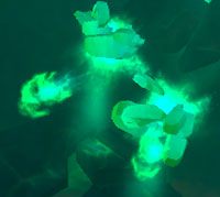 Mana Wisp - Luminous Arena | Przeciwnicy w Torchlight II - Akt II - Torchlight 2 - poradnik do gry