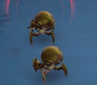 Shrapnel Scarab - Witherways | Przeciwnicy w Torchlight II - Akt II - Torchlight 2 - poradnik do gry