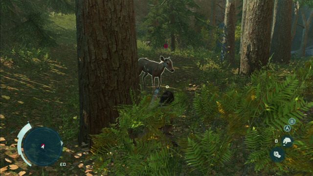 Gdy zwierze podejdzie dostatecznie blisko, będziesz mógł je zabić gołymi rękoma (wybierz je w ekwipunku) - Sekwencja 4 - Lekcja myślistwa | Solucja Assassins Creed 3 - Assassins Creed 3 - poradnik do gry