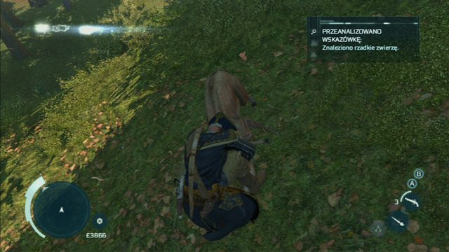 Poczekaj, aż podejdzie pod gałąź, na której siedzisz, a następnie skocz na nie z ukrytym ostrzem - Towarzystwo łowieckie | Zadania klubów w Assassins Creed 3 - Assassins Creed 3 - poradnik do gry