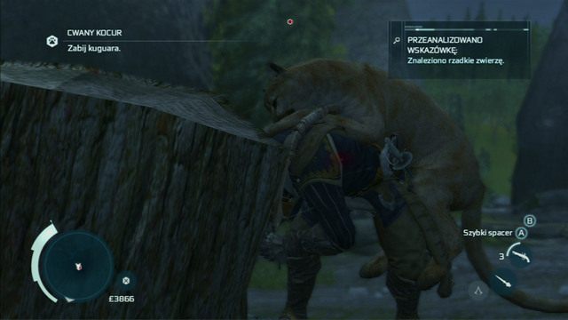 Na jego środku znajdziesz poszukiwaną bestię - Towarzystwo łowieckie | Zadania klubów w Assassins Creed 3 - Assassins Creed 3 - poradnik do gry
