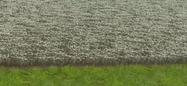 Dojrzałe zboże pozostawione na zbyt długo niszczeje. - Uprawa zboża | Uprawa ziemi w Farming Simulator 2013 - Farming Simulator 2013 - poradnik do gry