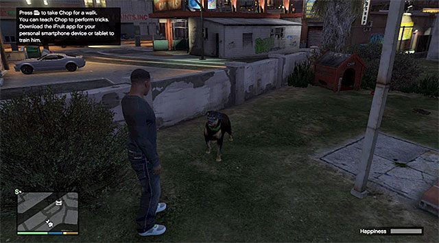 Dwie bazowe interakcje z psem to wyprowadzanie go na spacer i rzucanie mu piłeczki - GTA 5: Chop, pies - sztuczki, opieka, rozwijanie umiejętności - GTA 5 - poradnik do gry