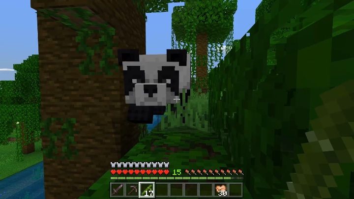 Z dorosłych pand możesz zdobyć jedynie bambusa - Minecraft: Pandy - Minecraft - poradnik do gry