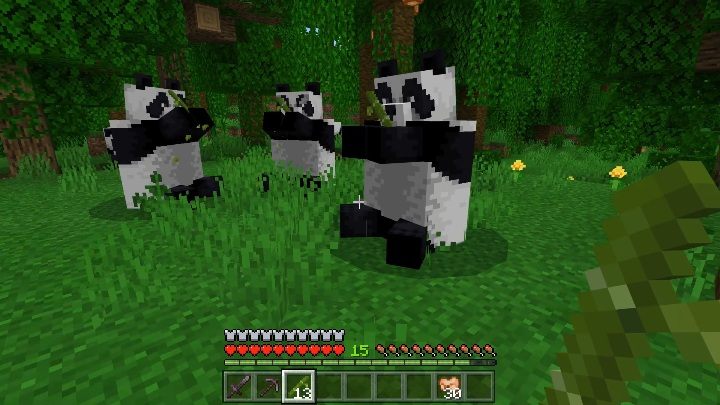 Aby rozmnożyć pandy potrzebujesz minimum osiemu bambusowych bloków, postawionych w najbliższej okolicy zwierząt - Minecraft: Pandy - Minecraft - poradnik do gry