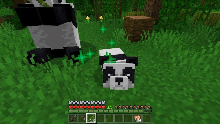 W przypadku pand pojawia się pojęcie genów - Minecraft: Pandy - Minecraft - poradnik do gry