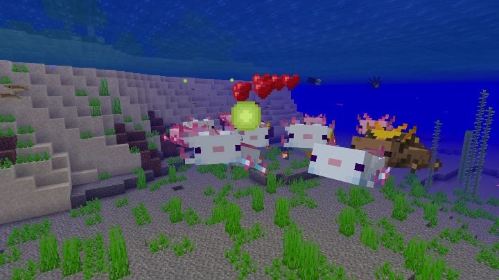 Aksolotla można chwytać do wiadra i rozmnażać za pomocą wiader z tropikalną rybą - Minecraft Caves & Cliffs: Aksolotl - występowanie, zastosowanie - Minecraft - poradnik do gry