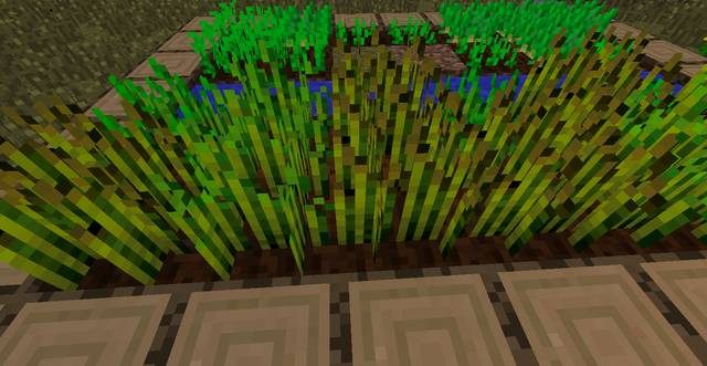 Plony pszenicy - Minecraft: Ciasto - jak upiec? Krok po kroku, porady - Minecraft - poradnik do gry